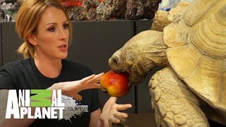 Curiosidades de las tortugas de agua y tierra  Con el agua al cuello  Animal Planet [upl. by Boykins]