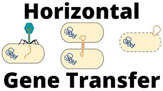 Transformation Transduction and Conjugation Horizontal Gene Transfer in Bacteria [upl. by Doloritas543]