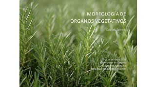 Morfología de órganos vegetativos [upl. by Eecyal]