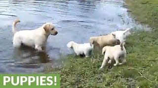 Labrador father teaches his puppies to swim [upl. by Keefer650]