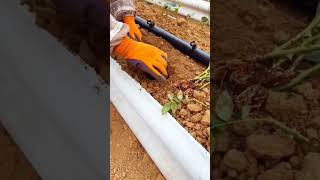 Simple smart idea Seedling planting process in the field shorts [upl. by Airam]