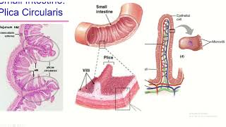 Small Intestine structures maximizes absorption [upl. by Hasin313]