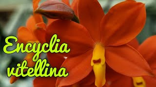 Encyclia vitellina очередное домашнее цветение [upl. by Igor]