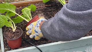 Planting more Brassicas after two days of rain 💦🥬🥦🌿Harvesting 🥒🌶️🍆❤️😊💚 [upl. by Amairam]