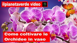 Come coltivare le Orchidee in vaso [upl. by Retluoc]