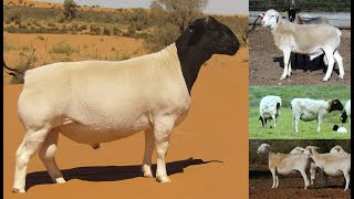 EN YÜKSEK ET VERİMLİ 6 KOYUN IRKI  ETÇİ KOYUN IRKLARI TOP 6 SHEEP BREEDS SHEEP BREEDS SHEEP VIDEOS [upl. by Dnomal]