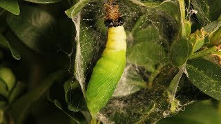 Box Tree Moth Life Cycle  Pupation  Nymphosis Documentary [upl. by Thain359]