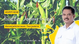 Kualitas Jagung Terjaga Kesejahteraan Terjamin [upl. by Nivrem]