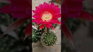 Lobivia lobiviacactus cactus gardening plants cacti flowers succulents nature garden [upl. by Okim211]