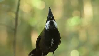 Eastern Whipbird Psophodes olivaceus [upl. by Analad666]