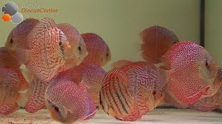 Heckel Royal Blue Diskusfische  Heckel Royal Blue Discus [upl. by Leidgam]