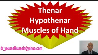 21 Thenar and hypothenar muscles of the hand [upl. by Ethelinda]