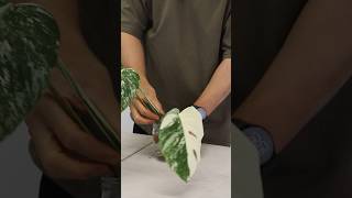 Monstera albo transferring albo cutting from water to soil indoorplantscare plantshorts [upl. by Halyahs]