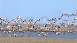 Flying flamingos [upl. by Adnolor]