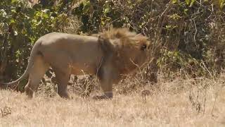 Tanzania Parque Nacional Crater Ngorongoro Lions by TopLevel [upl. by Farmann]