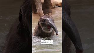 Baby Elephant Goes Swimming for the 1st Time shorts [upl. by Sajovich]