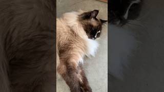 16yearold Ragdoll cat Hobbs at the garage sale day 5 ragdollcat ragdoll floppycats hobbs [upl. by Eirrehc869]