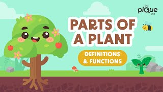 Parts Of A Plant Definitions amp Functions  Primary School Science Animation [upl. by Kered]