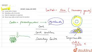 Lenticels are  11  ANATOMY OF FLOWERING PLANTS  BIOLOGY  ERRORLESS  Doubtnut [upl. by Oaht]