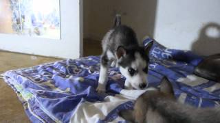 Chiots Husky 1 mois [upl. by Tim964]