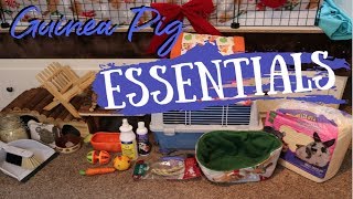 Guinea Pig EssentialsWhat They Need [upl. by Oab794]