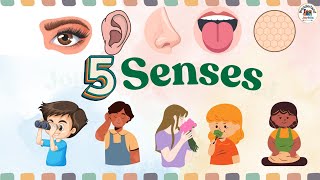 Sense organs  five senses  Our senses  Sense organs name  Sense organs functions  5 senses [upl. by Gian]