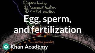 Egg sperm and fertilization  Behavior  MCAT  Khan Academy [upl. by Bannasch554]