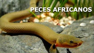 África tiene peces muy raros ¡Y lo demuestro [upl. by Ylenats]