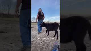 Jag was an ornery baby shorts shortvideo onehappyassfarm farmlife donkey [upl. by Yrak]