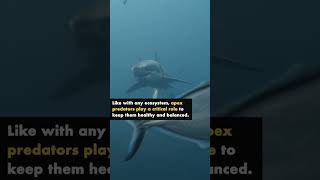 Did you know sharks are being pushed to extinction sharks [upl. by Arakihc]