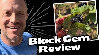 Black Gem Blackberry Review Watch Before buying Blackberries [upl. by Gayler]