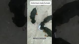 Doberman Puppy Sale India trending trendingshorts shortfeed dog dogbreed india dogs doberman [upl. by Vilhelmina]