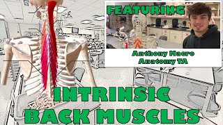 Intrinsic Back Muscles [upl. by Nadya380]