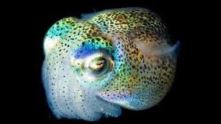 Magnifiques créatures des abysses lumineuses et colorées Documentaire Animalier i [upl. by Donoghue267]