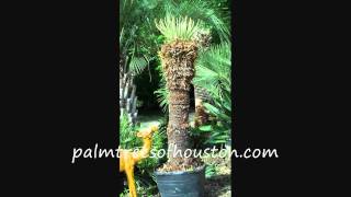 Sago Palm Time Lapse [upl. by Pollyanna380]