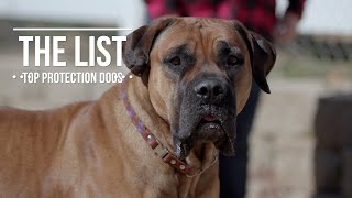 THE LIST TOP 10 PROTECTION DOGS [upl. by Brewer]