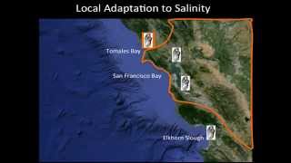 Oysters and Environmental Change Along the California Coast [upl. by Ahpla]