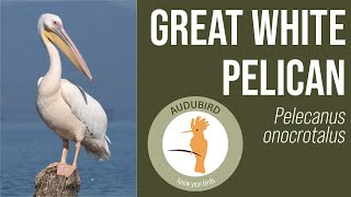 Great White Pelican  Pelecanus onocrotalus [upl. by Ainavi]