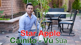 Star Apple unboxing Cainito Caimito  Trồng Vú Sữa  GreenMangoes Growyourown Gardening [upl. by Eisenberg]