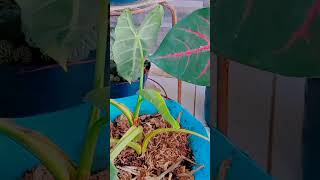 new leaves of alocasia frydek [upl. by Nojed]