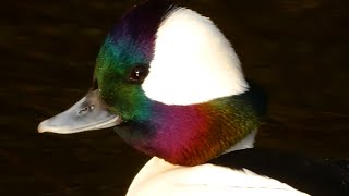 Bufflehead duck call sound courtship diving [upl. by Crudden]