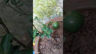 Growing orange plant in pot orangeplant [upl. by Auqinat]