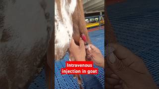 Intravenous injection in jugular vein in goat veterinary animals live video short viral [upl. by Ttirrem]