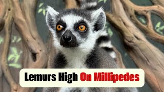 Lemurs High On Millipedes [upl. by Htevi]