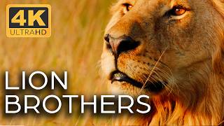 Lions Kings of the Savannah  Roar of the Wild Ep 1  4K UHD Documentary [upl. by Tterrej519]