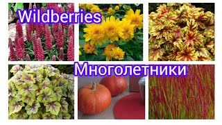 WildberriesМноголетники [upl. by Bette395]