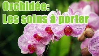 Quels soins apporter à une orchidée [upl. by Helsie]