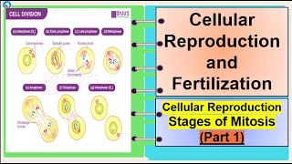 Science 7 Cellular Reproduction Stages of Mitosis Part 1 [upl. by Adoh55]