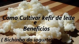 Como cultivar kefir de leite  bichinho do iogurte  2 [upl. by Lledyl732]