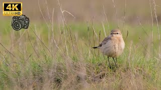 RARE VISITOR  ISABELLINE WHEATEAR  OENANTHE ISABELLINA  COLYFORD COMMON UK [upl. by Kunz]